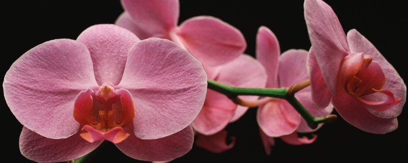 哪种蝴蝶兰四季开花（哪种蝴蝶兰四季开花好看）