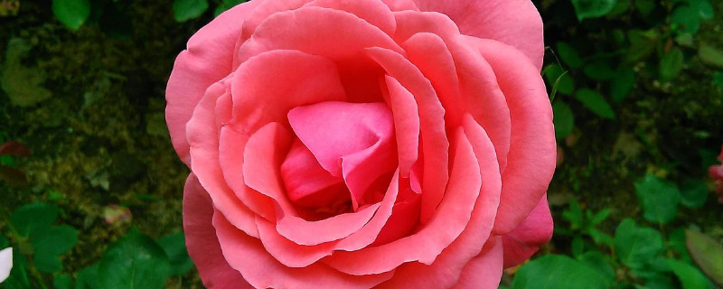月季花杆变黑是怎么回事（月季花杆变黑是怎么处理）