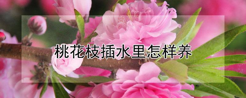 桃花枝插水里怎样养（桃花枝放水里能开花吗）