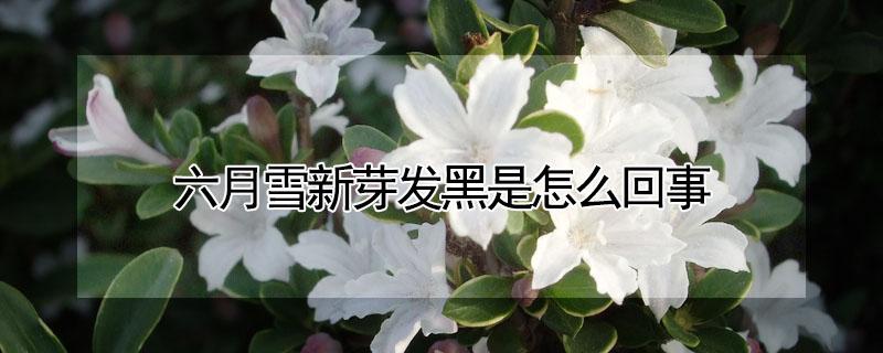 六月雪新芽发黑是怎么回事 六月雪不长新叶原因