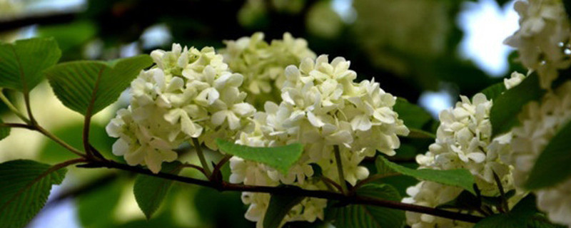 怎么让桂花树快速发芽 怎么让桂花树快速发芽视频