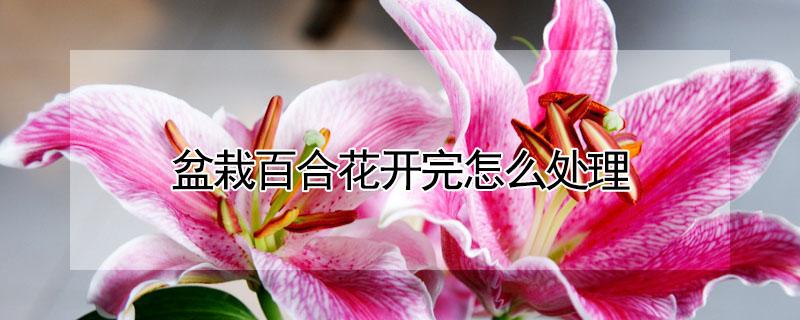 盆栽百合花开完怎么处理 盆栽百合花开完怎么处理最好