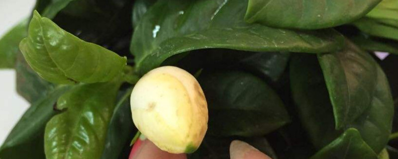 枙子花为什么掉花苞子（枙子花掉花包什么原因）