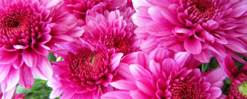 菊花水养怎么保鲜（菊花水养怎么保鲜好）