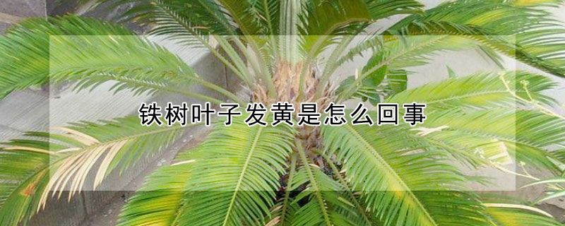 铁树叶子发黄是怎么回事（铁树叶子发黄是怎么回事?请各位指教）