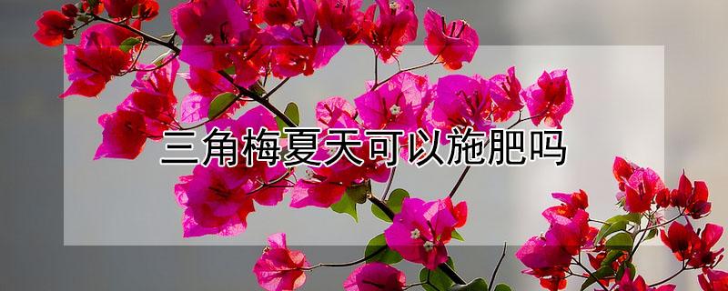 三角梅夏天可以施肥吗 三角梅夏天可以施肥吗怎么施