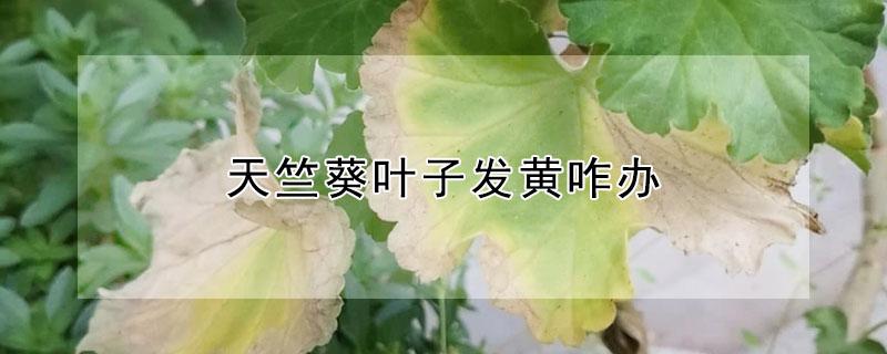 天竺葵叶子发黄咋办 天竺葵叶子发黄咋办现在可以用硫酸亚铁