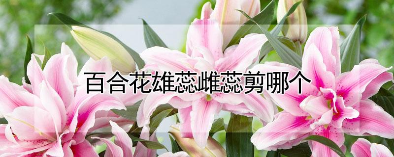 百合花雄蕊雌蕊剪哪个（百合花的雄蕊可以剪掉吗）