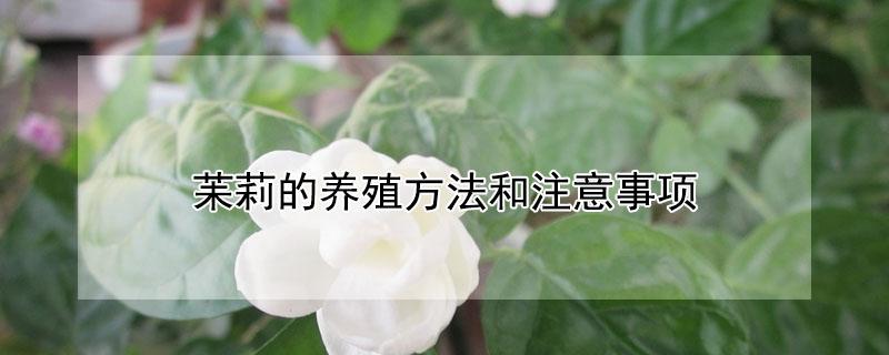 苿莉的养殖方法和注意事项（苿莉盆栽图片）