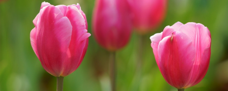 郁金香鲜花怎么剪 郁金香鲜花怎么剪枝