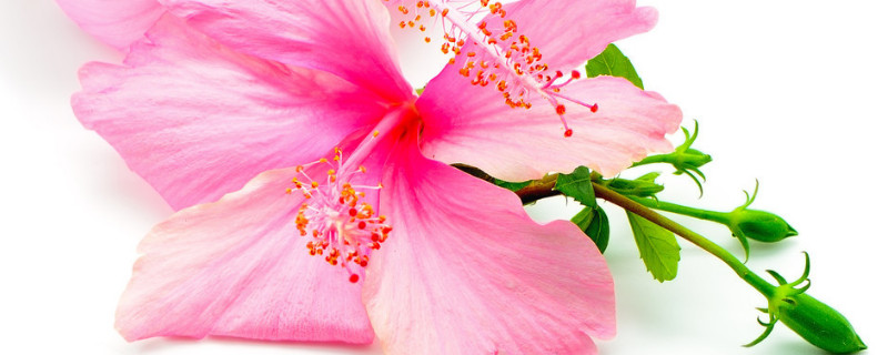 芙蓉花小苗怎么养护 芙蓉花小苗怎么养护和管理