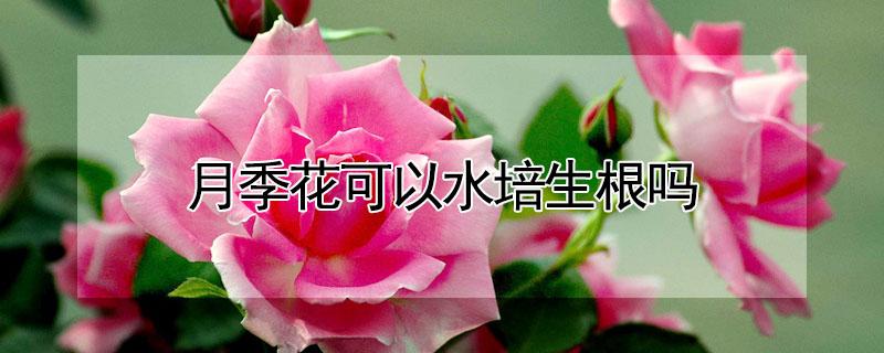 月季花可以水培生根吗 月季花可以水培生根吗