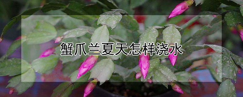 蟹爪兰夏天怎样浇水（蟹爪兰夏天怎样浇水施肥）
