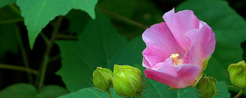 芙蓉花冻了还能活吗（芙蓉花能过冬吗）