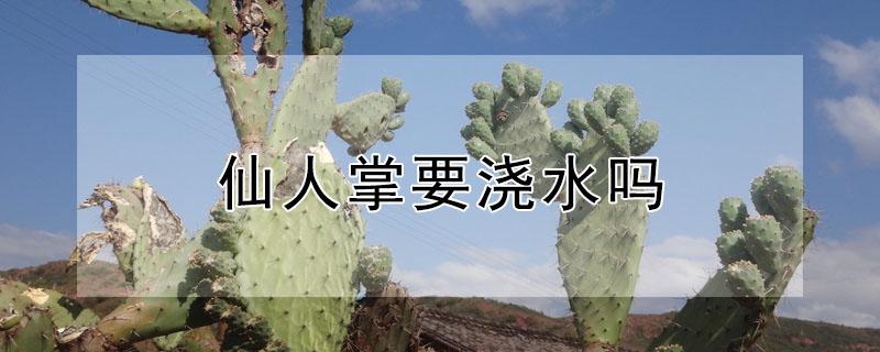 仙人掌要浇水吗 仙人掌多久浇一次
