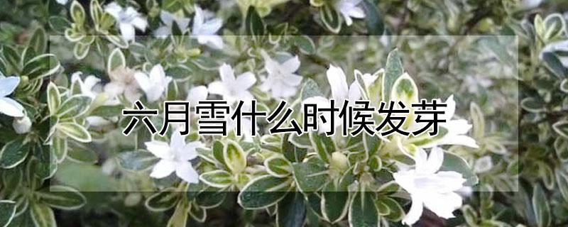 六月雪什么时候发芽 六月雪一般什么时候开花