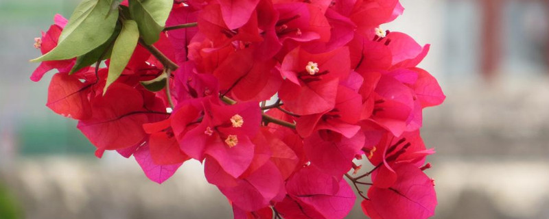 三角梅什么时候开花 三角梅什么时候开花?