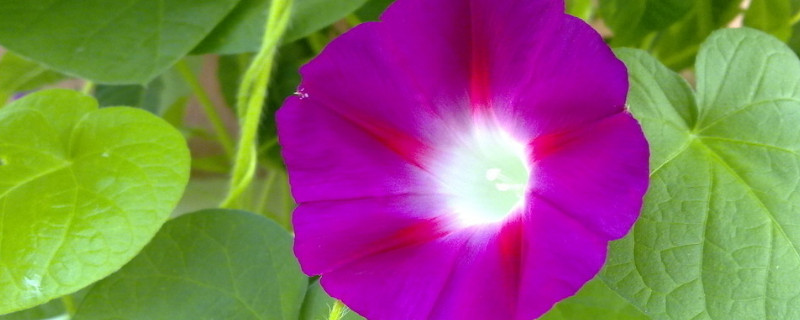 牵牛花长得高是因为什么（牵牛花长太高怎么办）