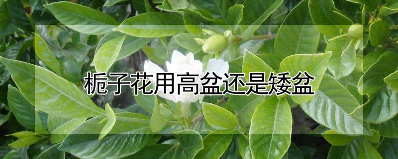 栀子花用高盆还是矮盆 栀子花选盆