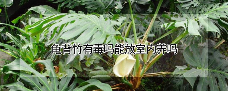 龟背竹有毒吗能放室内养吗（龟背竹有毒吗能放室内养吗）