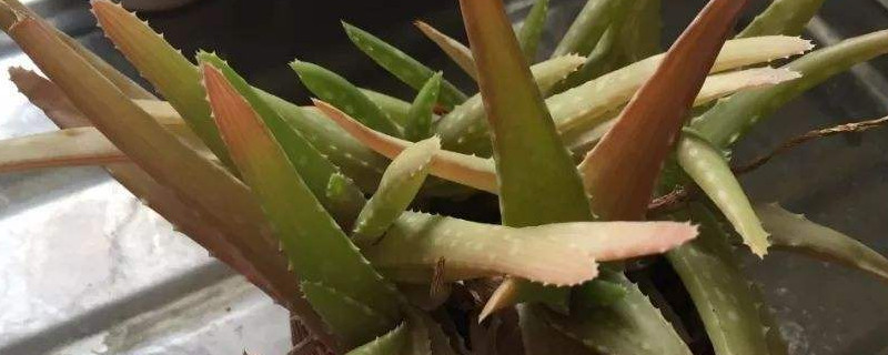 芦荟变成褐色怎么处理 芦荟变成褐色怎么处理干净