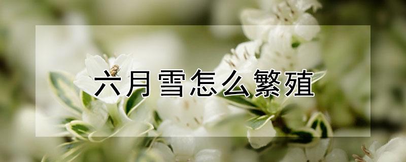六月雪怎么繁殖（六月雪怎样繁殖）