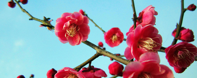盆栽梅花怎么浇水（盆栽梅花怎么浇水施肥）