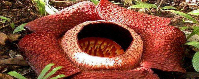 世界上最恐怖的花（世界上最恐怖的照片吓死1000万人）
