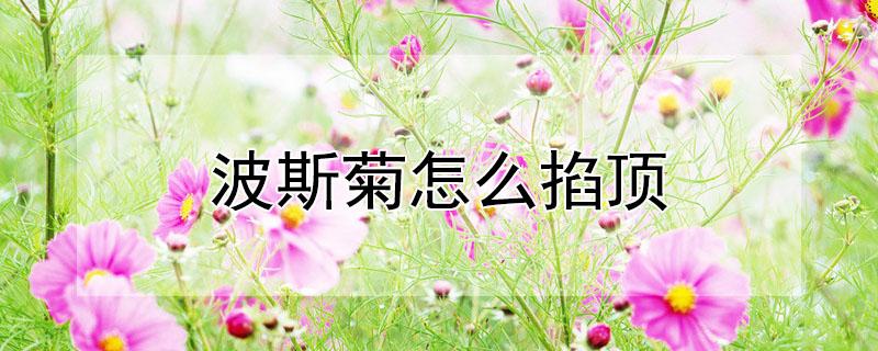 波斯菊怎么掐顶（波斯菊怎么间苗）