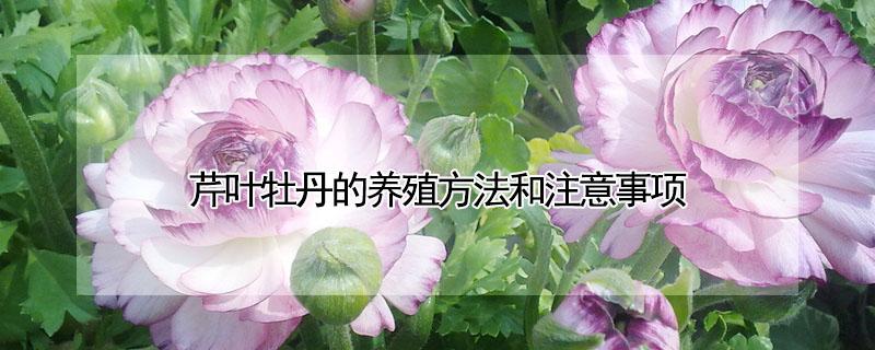 芹叶牡丹的养殖方法和注意事项 芹叶牡丹的养殖方法和注意事项 盆栽