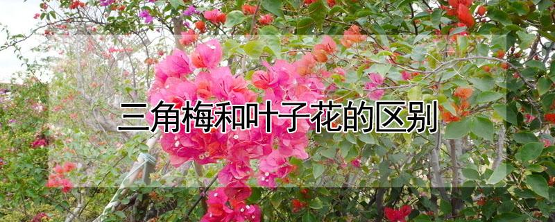 三角梅和叶子花的区别 三角梅和叶子花的区别是什么