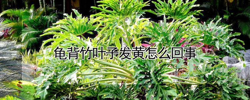 龟背竹叶子发黄怎么回事 龟背竹叶子发黄怎么回事?