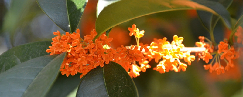桂花树叶子尖干枯怎么办（冬天桂花树叶子尖干枯怎么办）