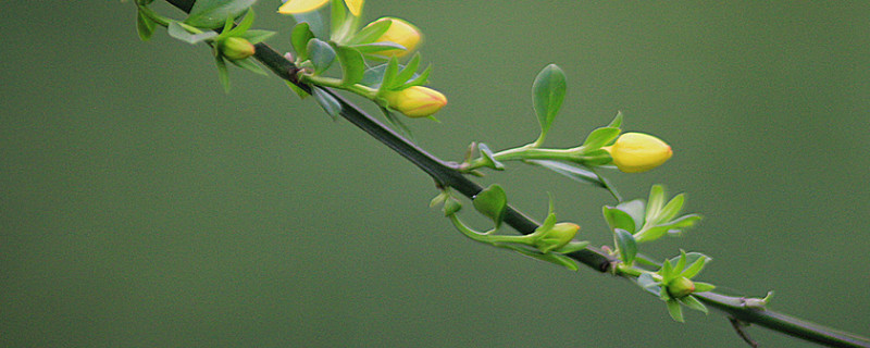 迎春花什么时候移栽（迎春花什么时候移栽好活）