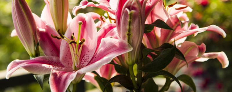 香水百合一年开几次花 香水百合一年开几次花?