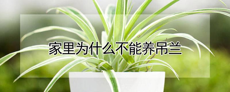 家里为什么不能养吊兰（家里为什么不能养吊兰绿萝）