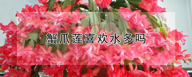 蟹爪莲喜欢水多吗 蟹爪莲喜欢水吗怎么样
