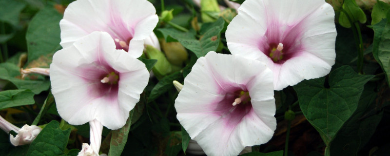 牵牛花盆栽容易开花吗（牵牛花盆栽容易开花吗为什么）