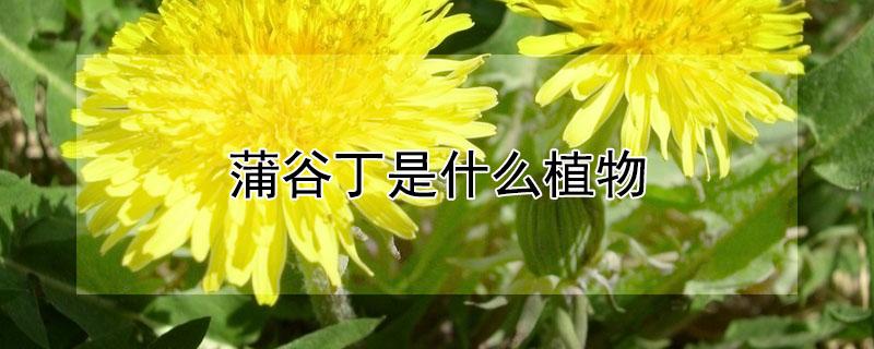 蒲谷丁是什么植物 蒲谷丁是什么植物的种子