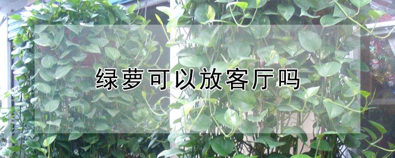 绿萝可以放客厅吗（绿萝可以放客厅吗风水 绿萝可以放吃饭的桌子吗）