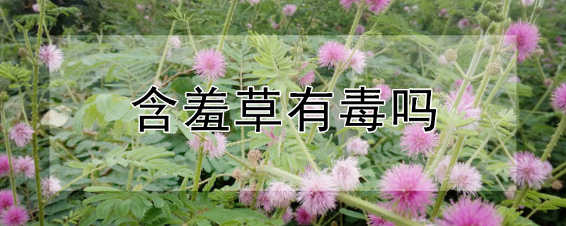 含羞草有毒吗 触碰含羞草有毒吗