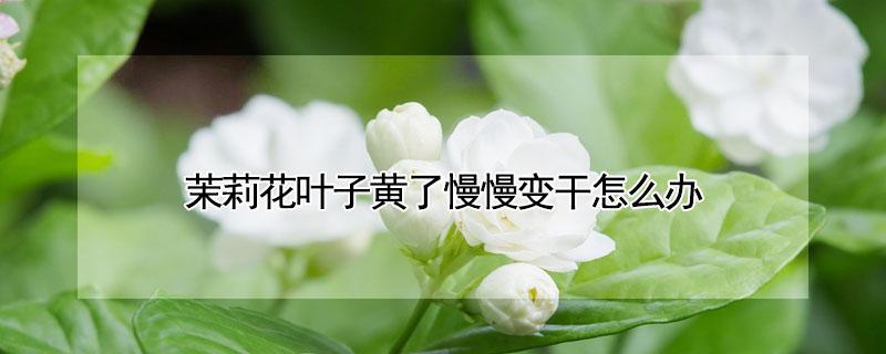 茉莉花叶子黄了慢慢变干怎么办 茉莉花叶子黄了慢慢变干怎么办视频