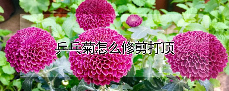 乒乓菊怎么修剪打顶（乒乓菊怎么修剪打顶枝）
