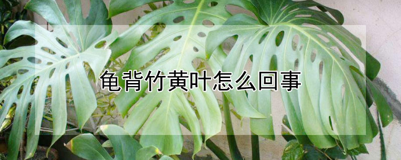龟背竹黄叶怎么回事（龟背竹放客厅大忌）