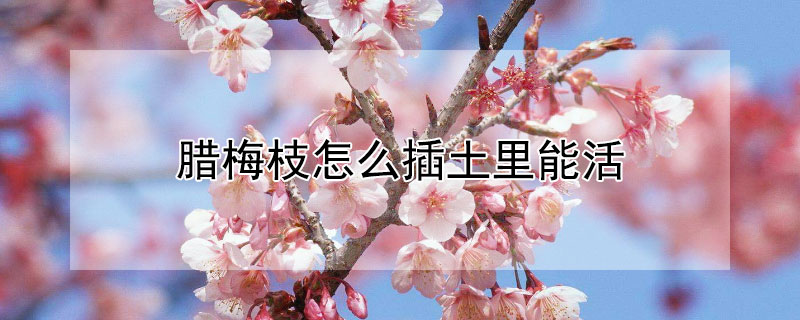腊梅枝怎么插土里能活（腊梅枝丫怎么扦插）