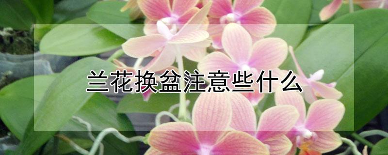 兰花换盆注意些什么 兰花换盆注意些什么细节