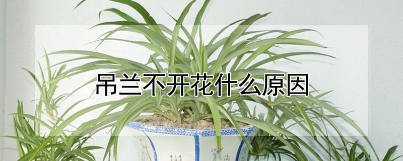 吊兰不开花什么原因（吊兰不开花怎么回事）