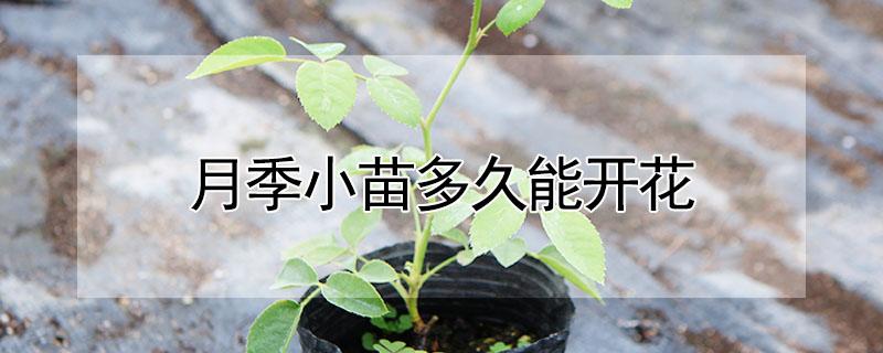 月季小苗多久能开花（月季小苗多久能开花结果）