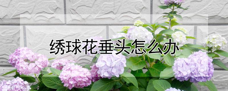 绣球花垂头怎么办（绣球花耷拉头）