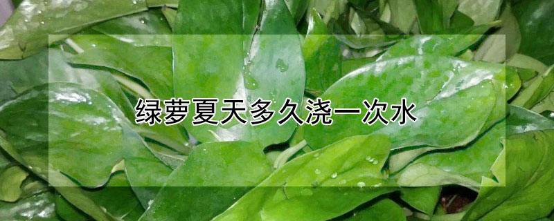 绿萝夏天多久浇一次水 绿萝夏天多久浇一次水?